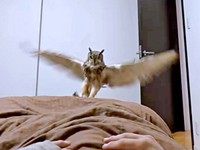 ベッドにふわりと舞い降りたアルマちゃん（画像提供：アルマ@ベンガルワシミミズクさん）