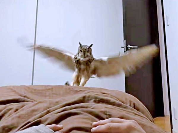 ベッドにふわりと舞い降りたアルマちゃん（画像提供：アルマ@ベンガルワシミミズクさん）