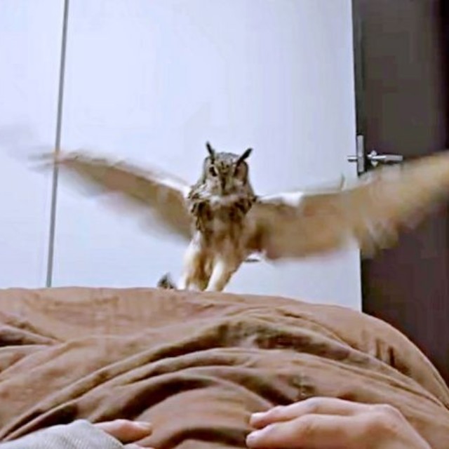 ベッドにふわりと舞い降りたアルマちゃん（画像提供：アルマ@ベンガルワシミミズクさん）