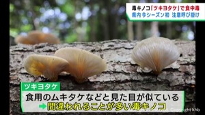 毒キノコのツキヨタケで３人が食中毒　宮城・南三陸町で採取