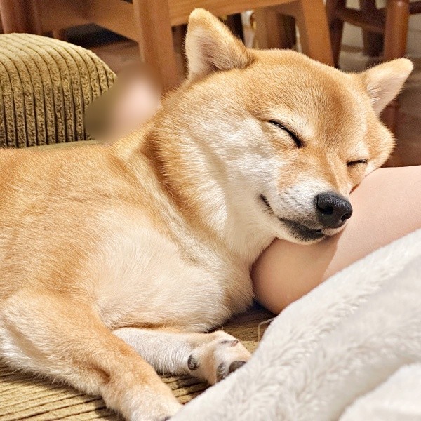 飼い主さんの足を枕にしてすやすや眠るタマちゃん（画像提供：豆柴タマさん）