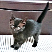 4年前、保護され家族の一員になったごまちゃん（画像提供：ぺぺ太さん）