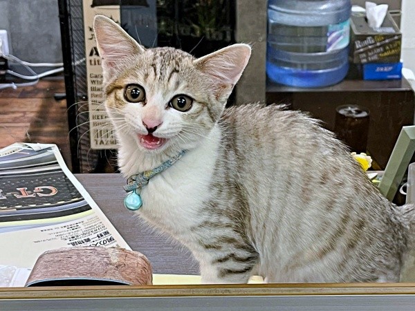 お店の看板猫として愛されるようになったあめちゃん（画像提供：まつしょーとあめちゃん）