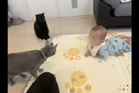 一緒に暮らしている猫ちゃんもしゅしゅくんに興味津々（提供：なつ🧸5m🐍☺︎さん）