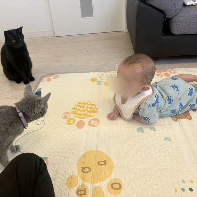 一緒に暮らしている猫ちゃんもしゅしゅくんに興味津々（提供：なつ🧸5m🐍☺︎さん）