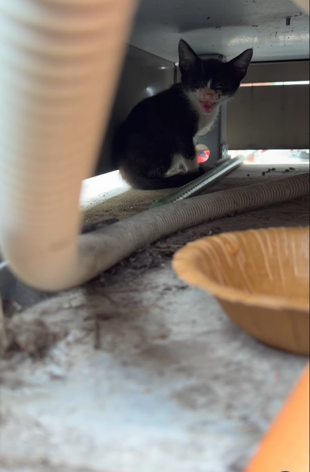 家主が給湯器の一部を分解し,赤石さんが反対側から母親のいる方向へ子猫を誘導（「NPO法人子猫園ベルソーデシャトンズ」さん提供、Instagramよりキャプチャ撮影）