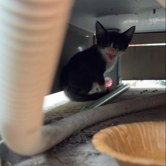家主が給湯器の一部を分解し,赤石さんが反対側から母親のいる方向へ子猫を誘導（「NPO法人子猫園ベルソーデシャトンズ」さん提供、Instagramよりキャプチャ撮影）