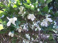 熊山英国庭園で11月下旬も楽しめる「クレマチス」／提供：赤磐市