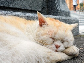 有名な福井の「猫寺」　そこにも、ここにも猫、約３０匹