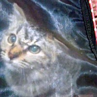 保護後、飼い主さんのおうちにやって来た生後3カ月のよもぎちゃん（画像提供：きのひとまるさん）