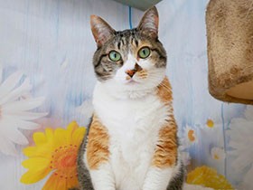 反抗期の男子だらけの我が家に、かわいい女の子がやってきた！　ミケ猫「レオ」