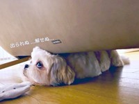 「犬語翻訳」の結果ーーオラフくんの気持ちがわかりました（画像提供：シーズーのオラフくん）
