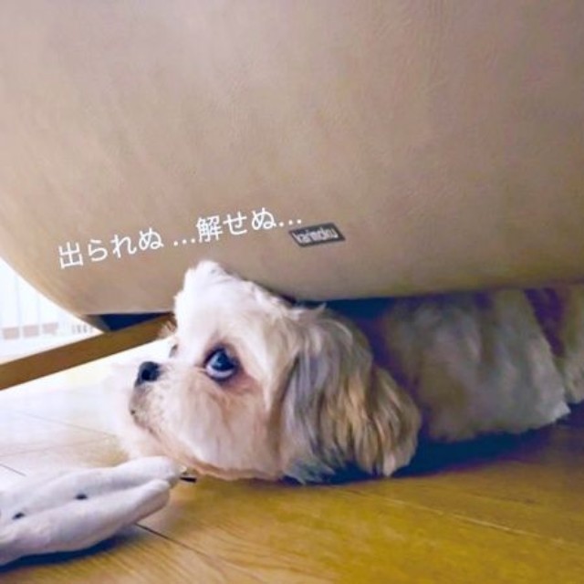 「犬語翻訳」の結果ーーオラフくんの気持ちがわかりました（画像提供：シーズーのオラフくん）