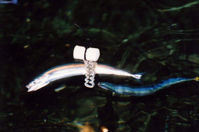 サンマの産卵風景 ※アクアマリンふくしま提供