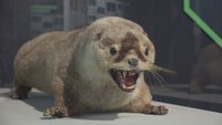 ニホンカワウソ大捜索隊司令部　四国水族館　香川県宇多津町　2026年3月