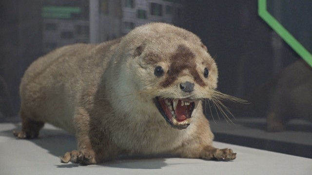 ニホンカワウソ大捜索隊司令部　四国水族館　香川県宇多津町　2026年3月