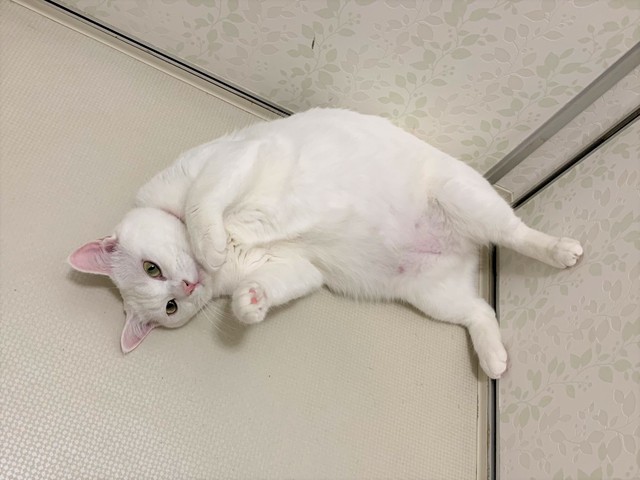 脱衣所でNさんを待つユキちゃん「まだかなー」