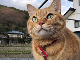 夕暮れ時、大好きな畑の散歩を楽しむ　茶トラの「もか」