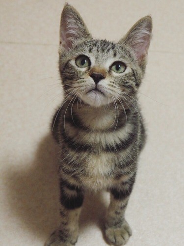 譲渡会の時も、はしゃいで明るい子猫だった