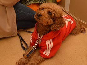 愛犬との同行避難、受け入れられず　自宅は全壊、やむなく車中泊