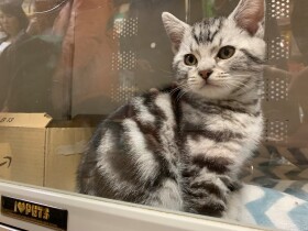 デパート屋上のペットショップで保護猫譲渡会を開催