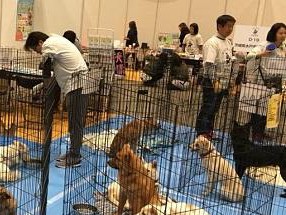  戌年にあらためて誓う　１頭でも多くの保護犬に幸せな未来を