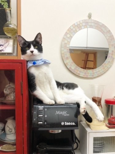 46番めに（軽井沢で）保護した猫のましろ　（maiさん提供）