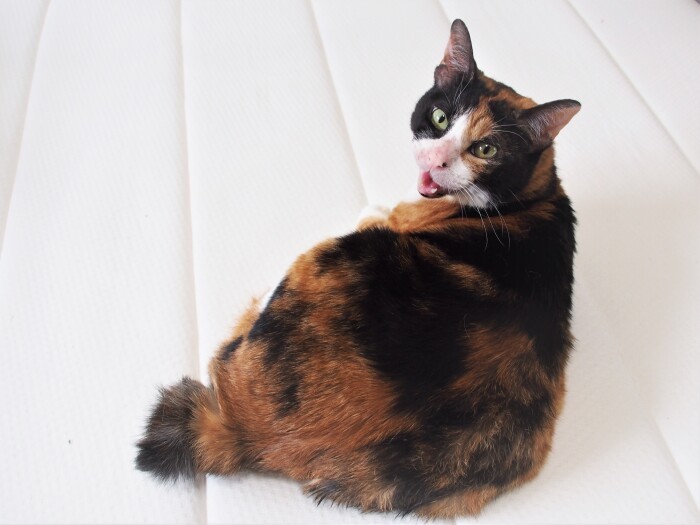 誰にもなつっこいミーナ