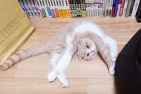 マンガのモデルにもなったスコティッシュフォールドの「うまき」ちゃん。「気が強いやんちゃ娘」とのこと（凸ノ高秀さん提供）