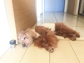 愛犬が薬を飲んでくれない…救世主は「ネリネリペースト」