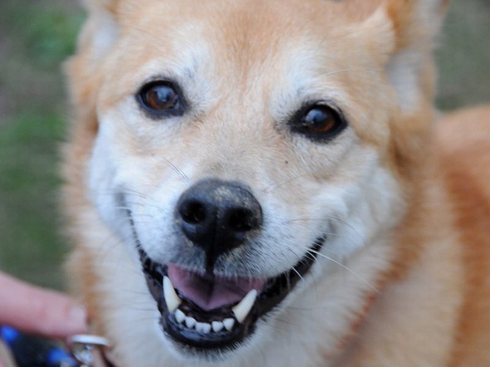 笑顔が可愛いラブちゃん