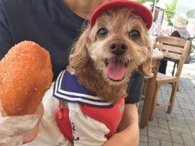 車で愛犬と伊豆旅　ワンコあふれる高速ＳＡから聖地をめざす