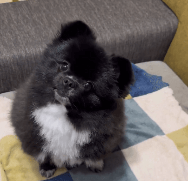 首をかしげるくつちゃん（提供：信楽焼たぬきのくつした｜漫画も連載中さん）