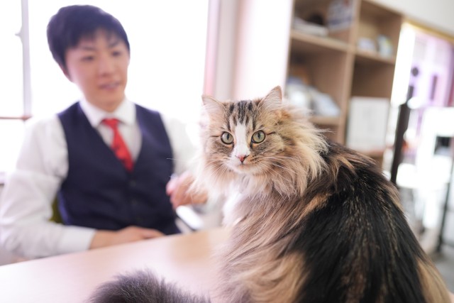 看板猫の「いぐさ」。長毛のもふもふだ