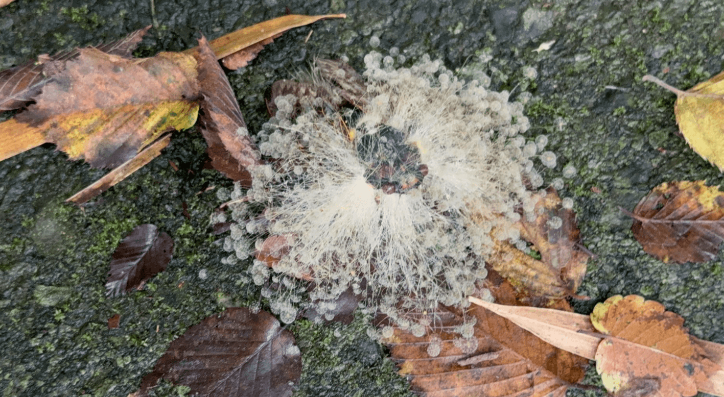 黒い体から四方に伸びる白い菌。（画像提供：猫ひさしさん）