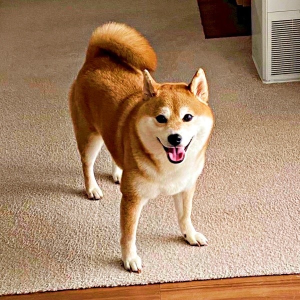 カメラに向かってにっこり笑顔のひるねちゃん（画像提供：柴犬 ひるねさん）