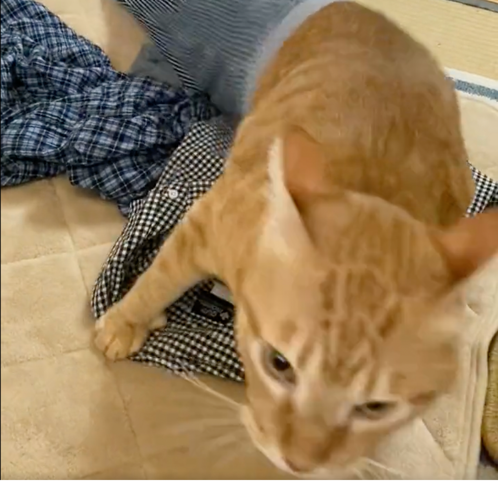 想像より大きい猫が出て来た！（動画からキャプチャー／提供：もち家のニャンズさん @soynyan222）