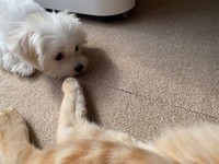 寝そべるきーすけくん、前足をクンクンするポッケちゃん（画像提供：ポッケちゃん）