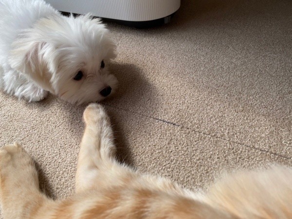 寝そべるきーすけくん、前足をクンクンするポッケちゃん（画像提供：ポッケちゃん）