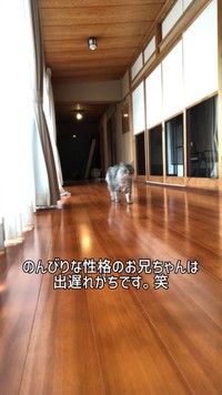 少し遅れて投稿者の後を追う猫／禪桂寺さん（@ogaki.zenkeiji）提供