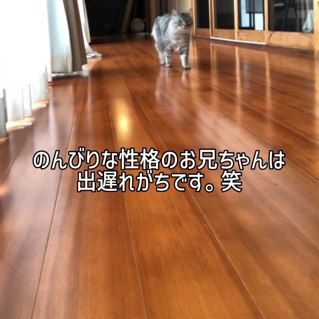 少し遅れて投稿者の後を追う猫／禪桂寺さん（@ogaki.zenkeiji）提供