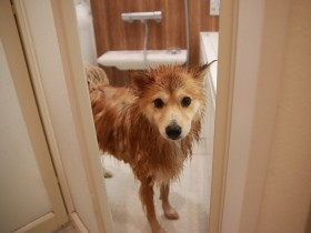 シャンプー後に全力で逃げる犬　飼い主は「諦めない精神」と「諦めの境地」を使い分ける