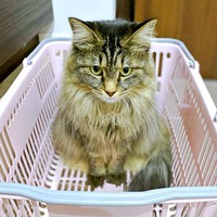 買い物カゴに入ってじっと見つめるもなかちゃん（画像提供：おはぎともなかと時々オトンさん）