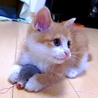 子猫時代、おもちゃで遊ぶ幸ちゃん（画像提供：幸(ゆき)日和さん）