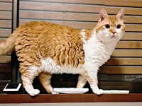 巻き毛がかっこいいもやしくん（画像提供：ラムキンのもやし君さん）