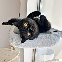 窓辺で日向ぼっこするかげちゃん（画像提供：こてつくんとかげつちゃん）