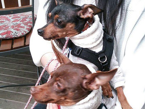 同時に保護された運命の犬３頭　犬の「ママ友」からの近況報告