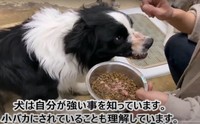 かみつく犬に対して矯正訓練を行っているという（「レスキュードアニマルネットワーク」提供、YouTubeよりキャプチャ撮影）