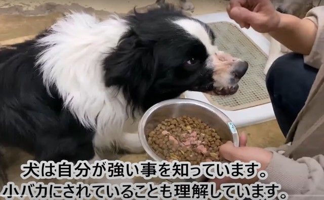 かみつく犬に対して矯正訓練を行っているという（「レスキュードアニマルネットワーク」提供、YouTubeよりキャプチャ撮影）