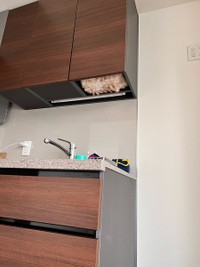 「きなこくんを探せ」！？（画像提供：きなこさん）